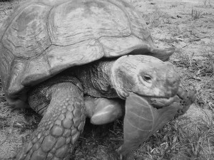 The African tortoise