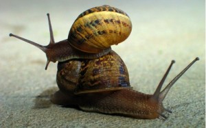 Igbin – Snail