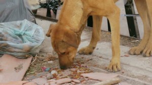 Ajá ìgboro - Stray dog eats food on the street. Courtesy: @theyorubablog