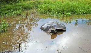 Àjàpa ninu ẹrọ̀fọ̀ ti Ẹlẹ́dẹ̀ ju si - The Tortoise thrown by the Pig into the swamp.  Courtesy: @theyorubablog