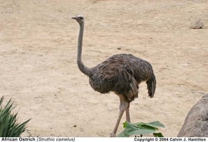 Ògòngò - Ostrich.  Courtesy: @theyorubablog