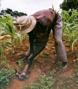 Àgbẹ̀ - Local African Farmer