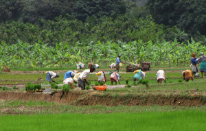 Àwọn Alágbàṣe ni Oko -Labourers in the farm