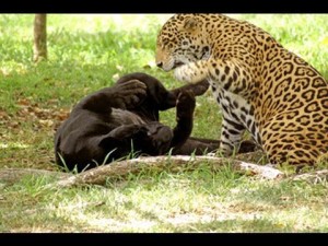 Ẹkùn gba ikùn Ọ̀bọ - Leopard dealt the Monkey blows. 