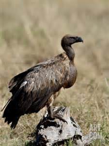 Igún - Vulture