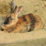 Ehoro - rabbit