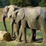 Erin african-elephant