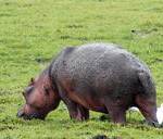 Erinmi/Erinmilokun - Hippopotamus