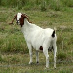 Ewúrẹ́ - Goat