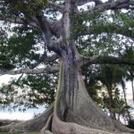 Igi Ìrókò – Iroko Tree